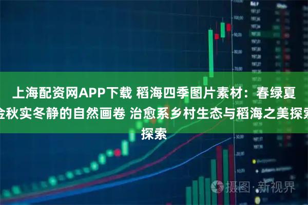 上海配资网APP下载 稻海四季图片素材:春绿夏金秋实冬静的自然画卷 治愈系乡村生态与稻海之美探索